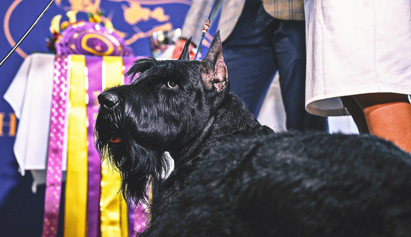 开云登陆口网页版 - 2026 威斯敏斯特犬展：赛程、观看方式、日期、电视与流媒体平台全解析